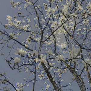 Magnolia-meditation