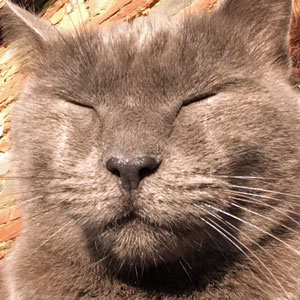 Cat-sleeping