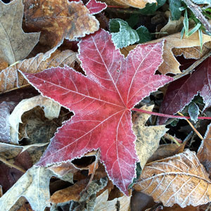 Frosty-leaf
