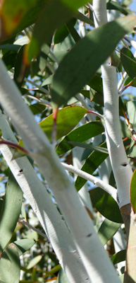 Eucalyptus shadow